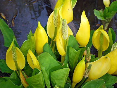 ��������� ������������ / Lysichiton americanus